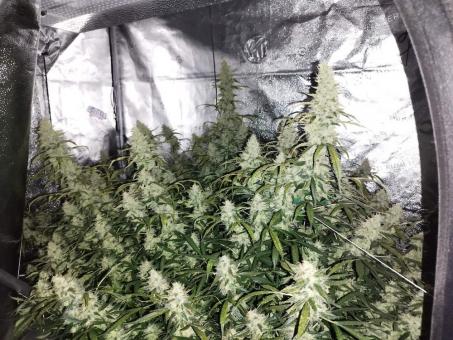 Blue Auto Mazar - картинка 5