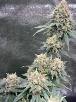 GH Cheese - картинка 5