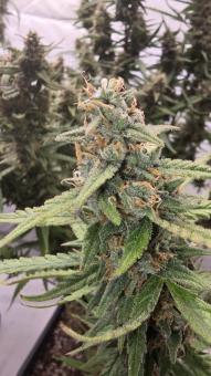 Apple Strudel Auto - картинка 3