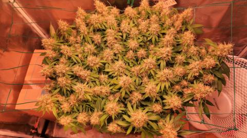 Chemdog - картинка 3