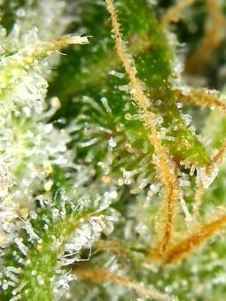 Auto Cinderella Jack - картинка 8