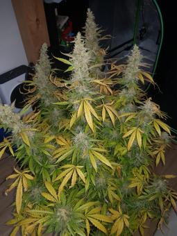 Auto Candy Bubatz XL - картинка 2