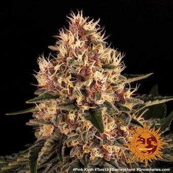 Pink Kush - картинка 3