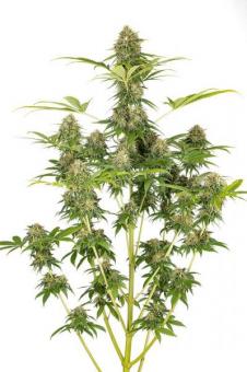 Cookies Fast - картинка 2