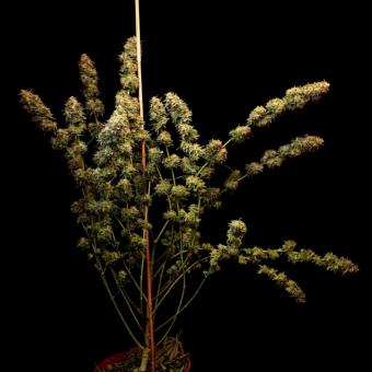 Sweet Zenzation/Sweet skittlez - картинка 4