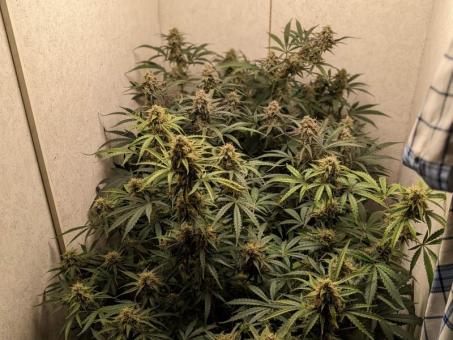 Friesland - картинка 6