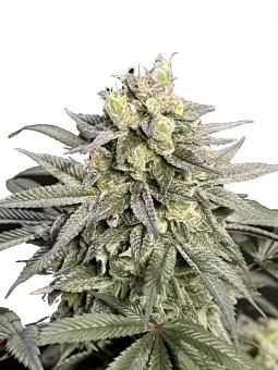 Nicole Og Kush - картинка 6