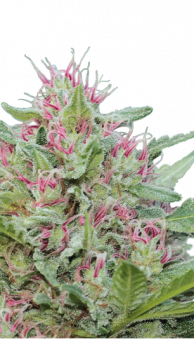 Serious 6 fem - картинка 1