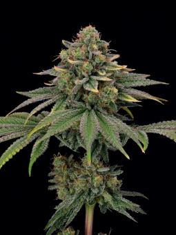 Tropical Zmoothie - картинка 2