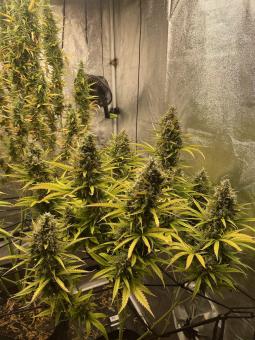 Auto Lemon Kix - картинка 1