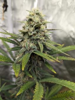 Biscotti Autoflowering - картинка 3