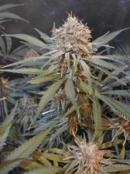 Amnesia Gold - картинка 5