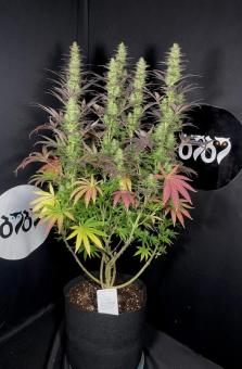 Black Lebanon - картинка 3