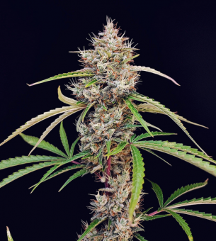 Pound Cake Auto - картинка 3