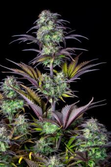 Blueberry Auto - картинка 2