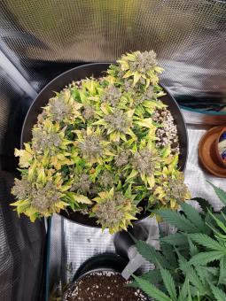 Sweet Pure Auto CBD - картинка 2