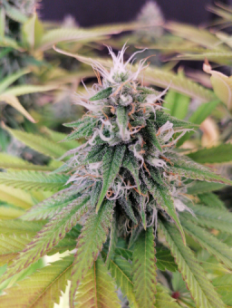 Super Bud - картинка 5