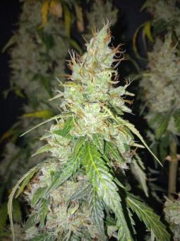 Auto Purple OG Punch - картинка 8