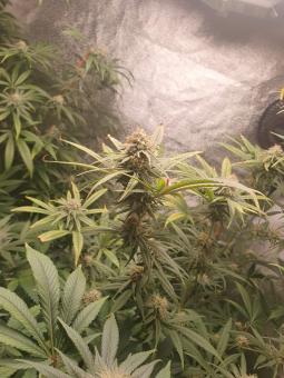 Fresh Candy - картинка 3