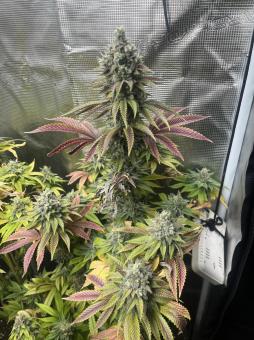 Gorilla Melon - картинка 1