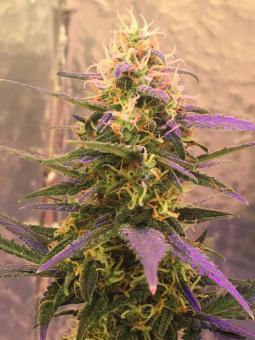 Short Rider Auto - картинка 1