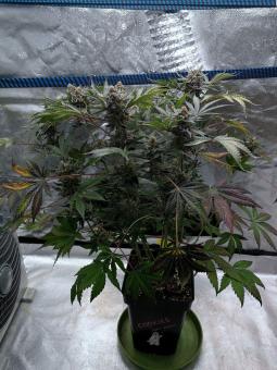 Delicious Cookies Auto  - картинка 5