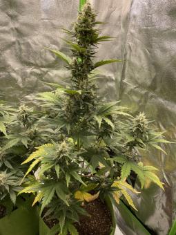 Lowryder autofem (IBL) - картинка 3