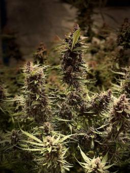 Green Crack Auto - картинка 5