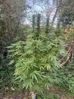 Passion #1 - картинка 5