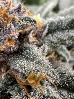 Gorila Auto - картинка 3