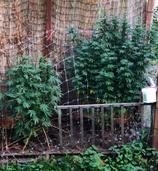 Passion #1 - картинка 8