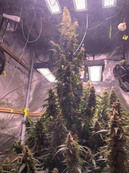 Auto Mazar - картинка 2