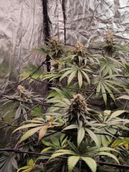 Kong's Krush - картинка 3