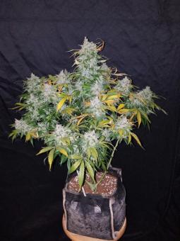 Stardawg Auto - картинка 5