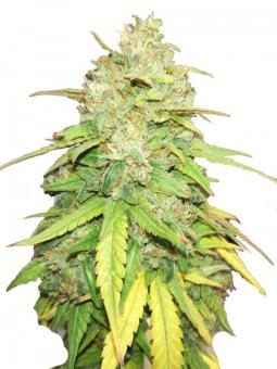 Creamy Kees - картинка 1