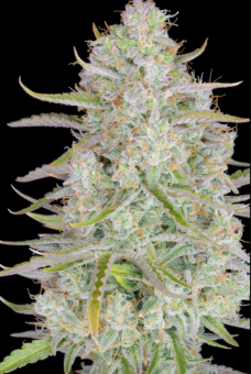 Wedding Cheesecake Auto - картинка 12