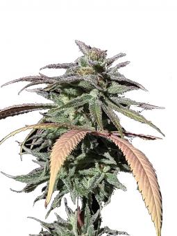 Raspberry Cough Auto - картинка 1