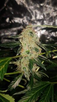 Pandora Auto - картинка 1