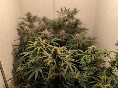 Friesland - картинка 5