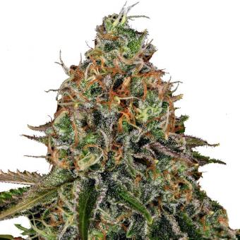 Tangerine Dream Auto - картинка 4