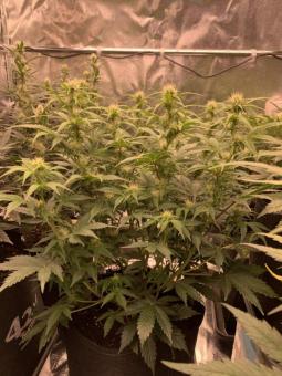 Blueberry Auto - картинка 4