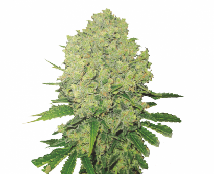 Prozack - картинка 5