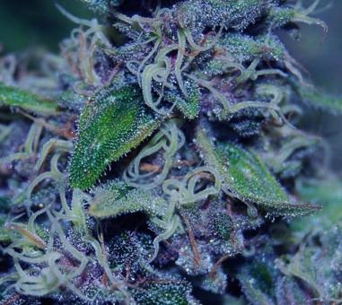 Sweet Purple - картинка 3