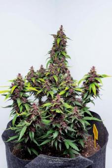Buddha Purple Kush Auto - картинка 8