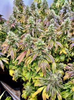 Malquerida - картинка 5