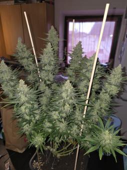 Do-Si-Dos - картинка 2