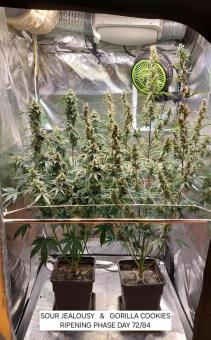 Sour Jealousy Auto - картинка 4