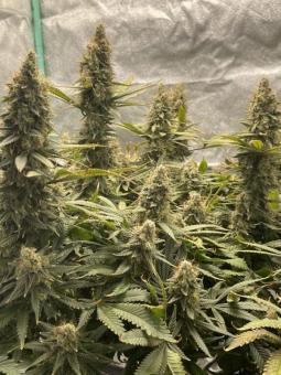 Auto Jack Herer genetics - картинка 2