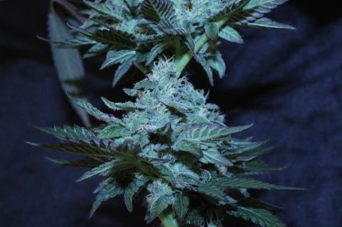 El Dorado OG - картинка 5