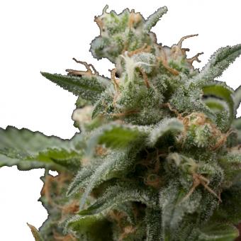 Super Hash - картинка 4